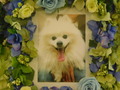 ひたちなか市愛犬モカちゃん