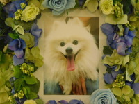 ひたちなか市愛犬モカちゃん