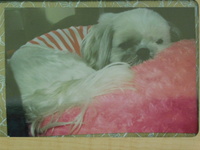 城里町愛犬ヴィトンちゃん