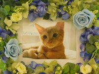 茨城町愛猫ゼロちゃん