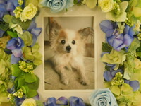 水戸市愛犬らいやちゃん