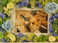 ひたちなか市愛犬コメリちゃん