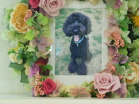 ひたちなか市愛犬ブルズアイちゃん