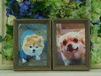 水戸市愛犬アースちゃん