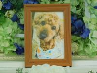 ひたちなか市愛犬紅太ちゃん