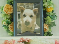 ひたちなか市愛犬コロちゃん