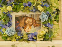 常陸大宮市愛犬ルイちゃん