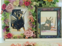 那珂市愛犬ロビンちゃん