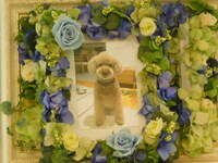 日立市愛犬アニーちゃん