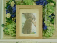 那珂市愛犬プーちゃん