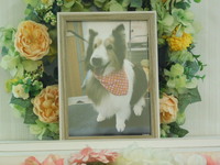 水戸市愛犬エリーちゃん