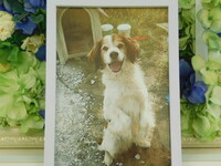 水戸市愛犬パンチちゃん