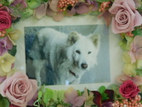 常陸大宮市愛犬メリーちゃん