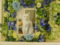 日立市愛猫コハクちゃん