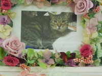 水戸市愛猫未来ちゃん