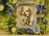 水戸市愛犬グーグーガンモちゃん