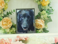 水戸市愛犬ベルちゃん