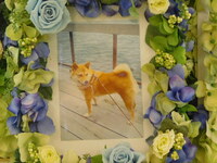 愛犬リウちゃん