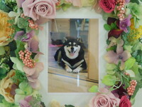 水戸市愛犬モモちゃん