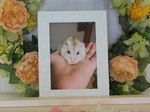 守谷市ハムスター斑(まだら)ちゃん