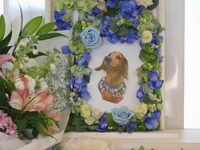 水戸市愛犬空（クー）ちゃん