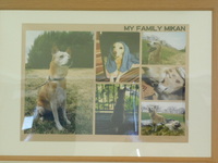 常陸太田市愛犬みかんちゃん