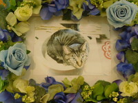 小美玉市愛猫キキちゃん