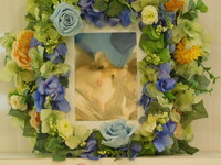 水戸市ハムスターまさるちゃん