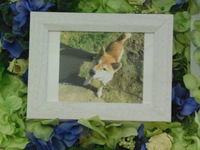 常陸大宮市愛犬チップちゃん