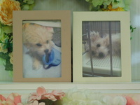 水戸市愛犬エンジェルちゃん