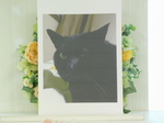 ひたちなか市愛猫レンちゃん