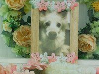 日立市愛犬ちくわちゃん