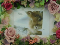 水戸市愛兎マシュマロちゃん