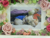 水戸市愛犬テンちゃん