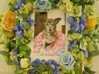 日立市愛犬おまめちゃん