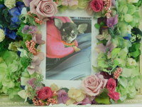 常陸太田市愛犬ムースちゃん