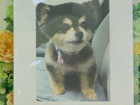 水戸市愛犬ラブちゃん