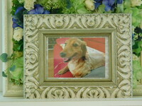 水戸市愛犬クララちゃん