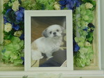 常陸太田市愛犬陸ちゃん