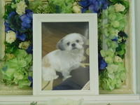 常陸太田市愛犬陸ちゃん