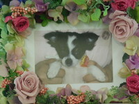 水戸市チワワ愛犬ココちゃん