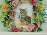 那珂市愛猫つむぎちゃん