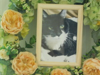 水戸市愛猫クロちゃん