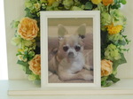 日立市愛犬犬太ちゃん