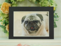 水戸市愛犬ルーちゃん