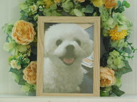 水戸市愛犬ポーラちゃん