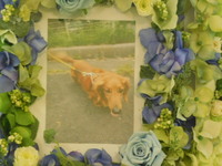 水戸市愛犬そらちゃん