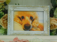 那珂市愛犬モカちゃん