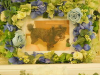 水戸市愛犬セピアちゃん