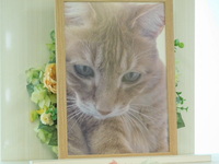 水戸市愛猫シナモンちゃん